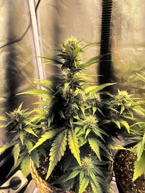 Auto Big Bang | Divineseeds |. Week 7