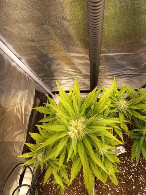 Auto Big Bang | Divineseeds |. Week 7