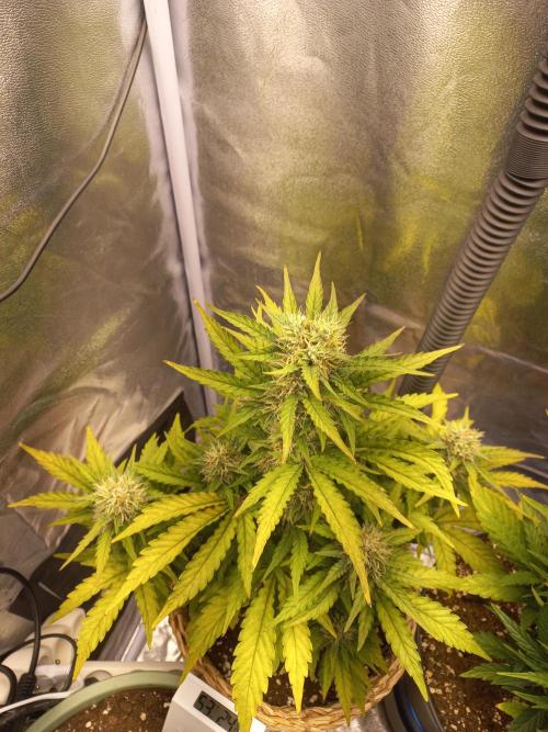 Auto Big Bang | Divineseeds |. Week 8