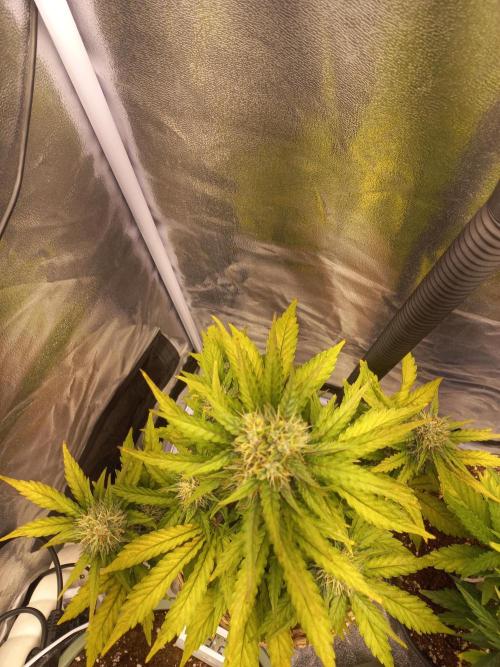 Auto Big Bang | Divineseeds |. Week 8