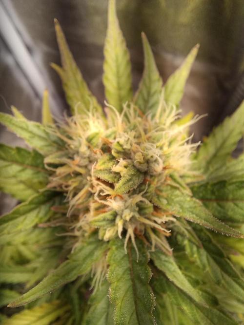 Auto Big Bang | Divineseeds |. Week 8