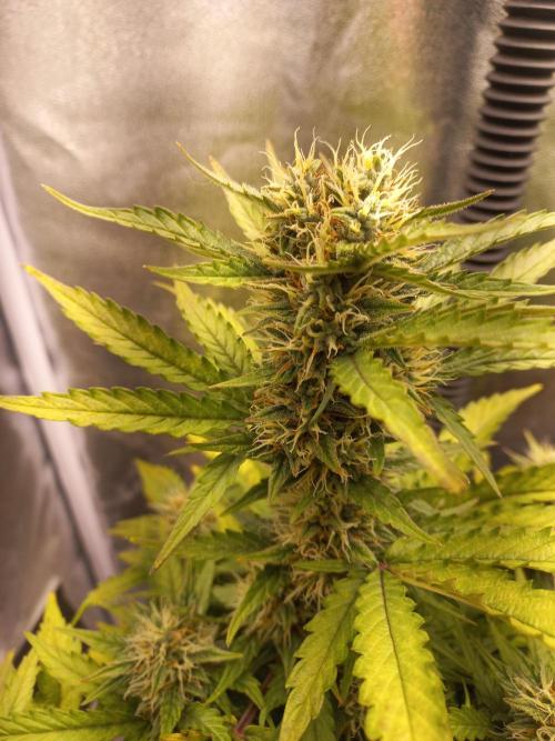 Auto Big Bang | Divineseeds |. Week 8