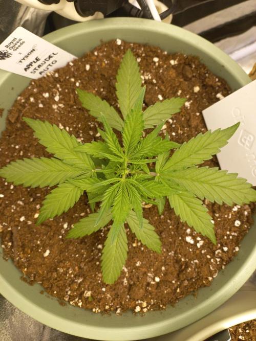 Apple Strudel Auto - 42FastBuds. Week 3