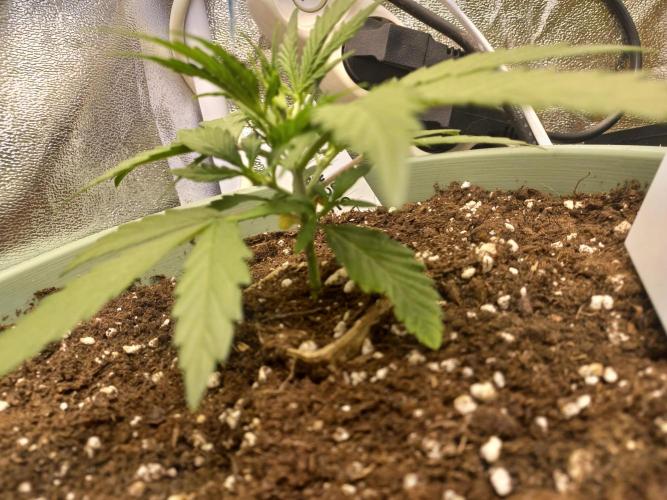 Apple Strudel Auto - 42FastBuds. Week 3