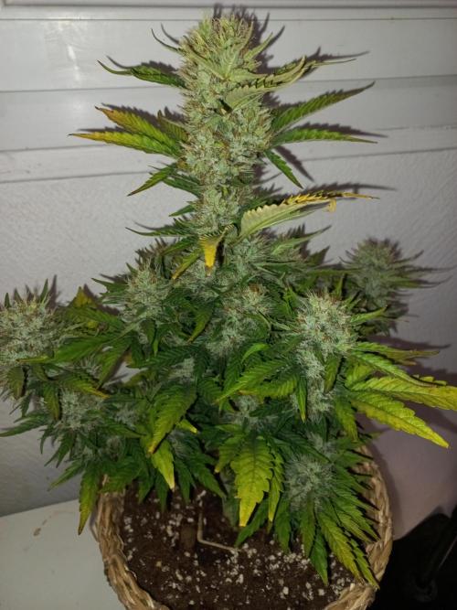 Auto Big Bang | Divineseeds |. Week 9