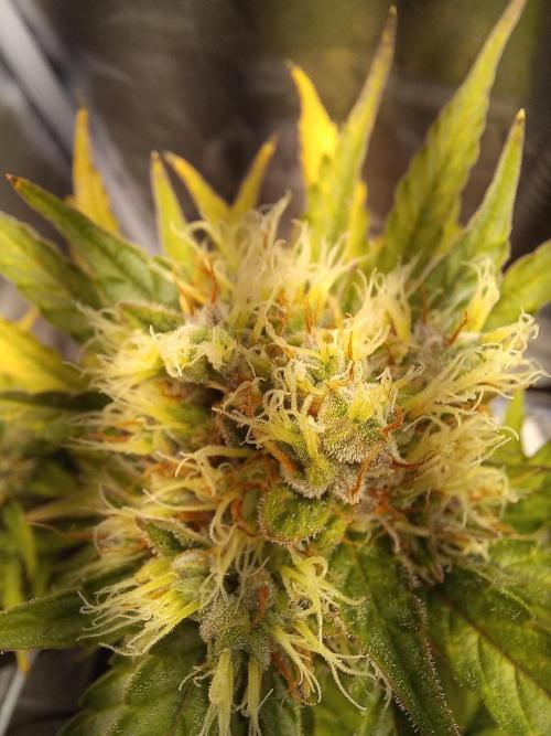 Auto Big Bang | Divineseeds |. Week 9