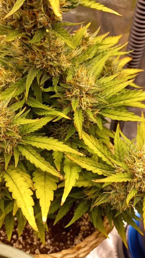 Auto Big Bang | Divineseeds |