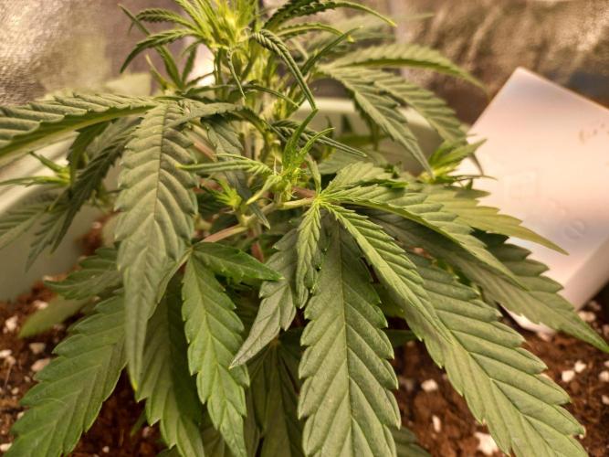 Apple Strudel Auto - 42FastBuds. Week 4