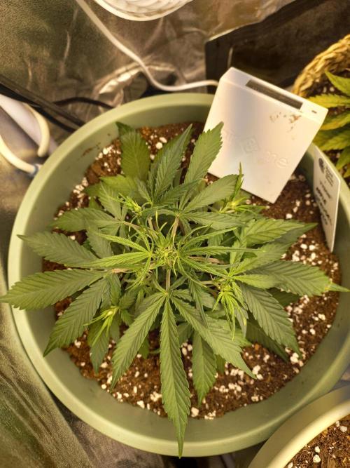 Apple Strudel Auto - 42FastBuds. Week 4