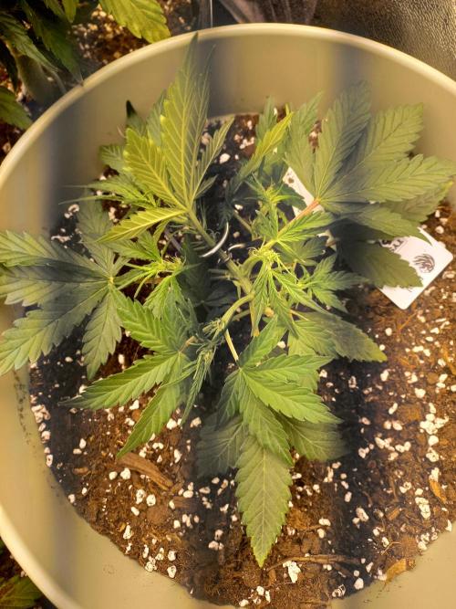 Apple Strudel Auto - 42FastBuds. Week 4