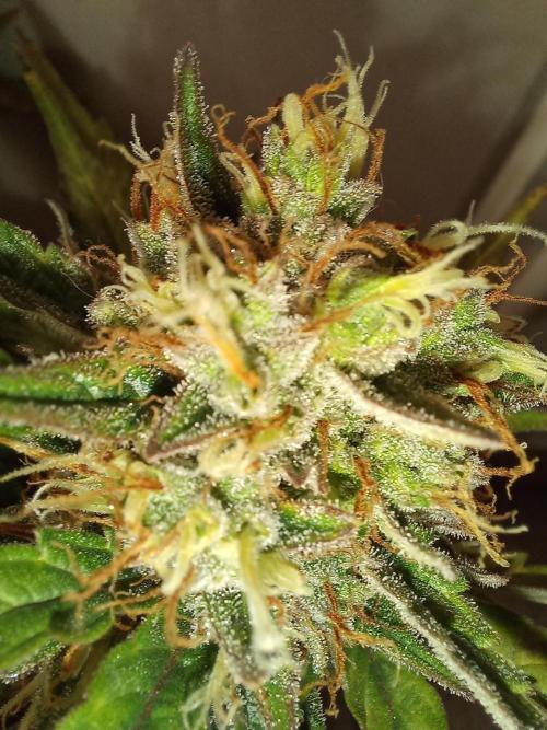 Auto Big Bang | Divineseeds |. Week 10