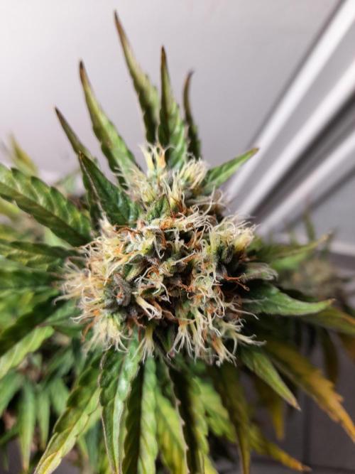 Auto Big Bang | Divineseeds |. Week 10