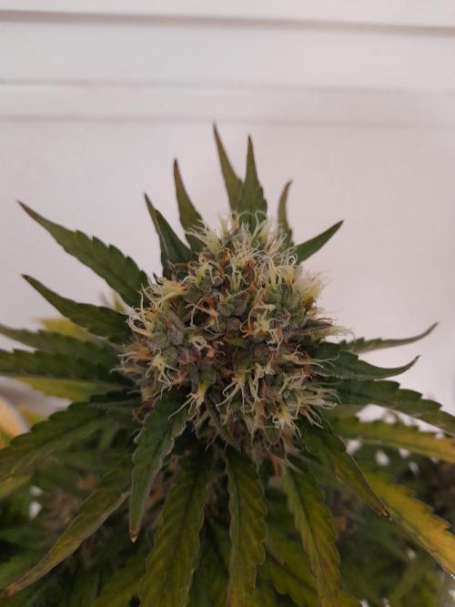 Auto Big Bang | Divineseeds |. Week 10