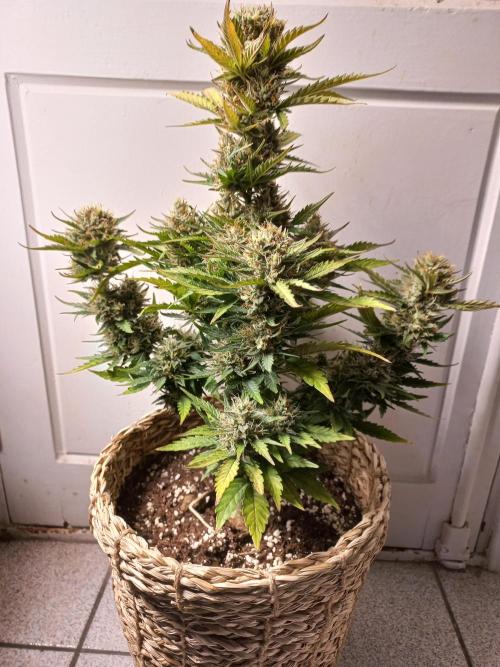 Auto Big Bang | Divineseeds |. Week 10