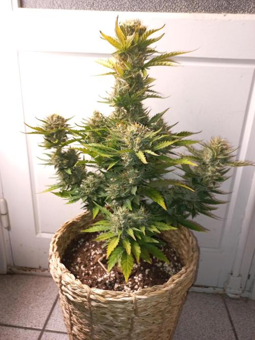 Auto Big Bang | Divineseeds |. Week 10