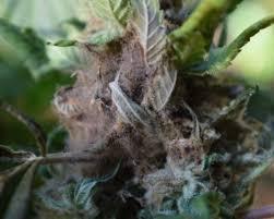 Auto Big Bang | Divineseeds |. Week 10