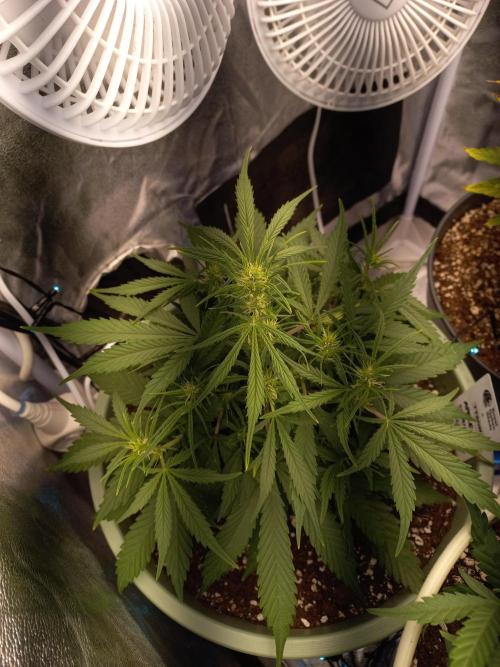 Apple Strudel Auto - 42FastBuds. Week 5