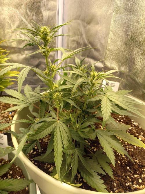 Apple Strudel Auto - 42FastBuds. Week 5