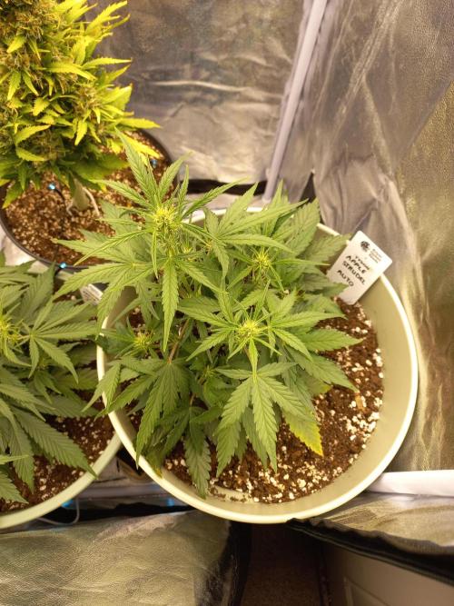 Apple Strudel Auto - 42FastBuds. Week 5