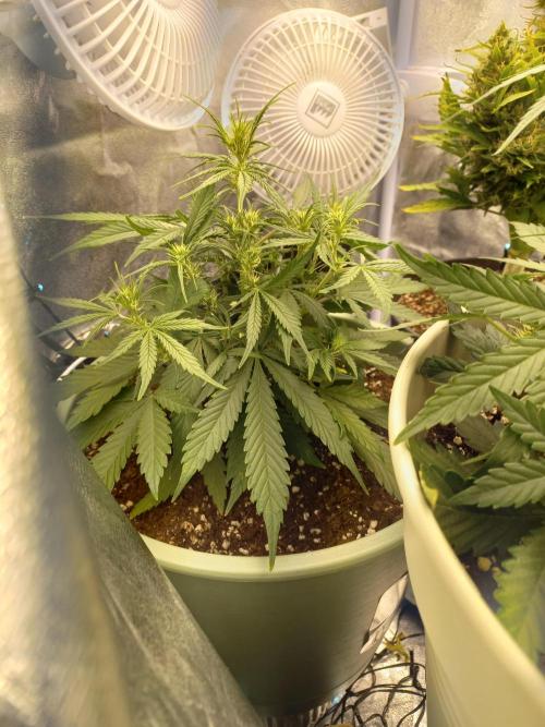 Apple Strudel Auto - 42FastBuds. Week 5