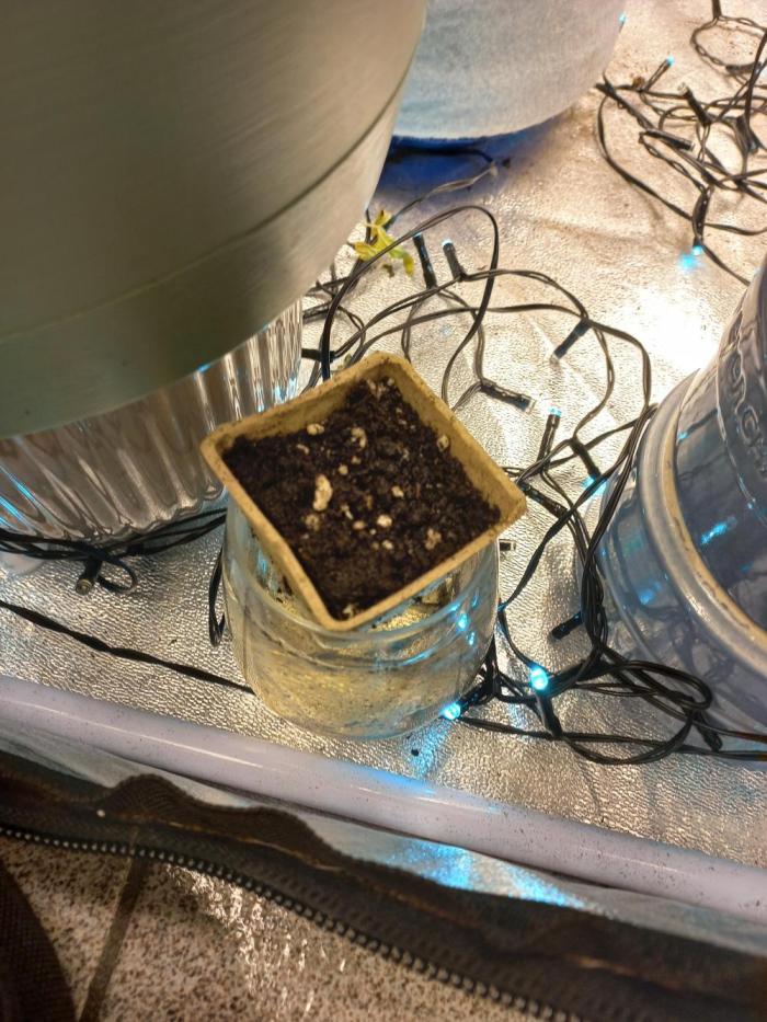 Auto Northern Lights. Week 0 - Let's start with this very famous strain !
I don't know when is the recommended 