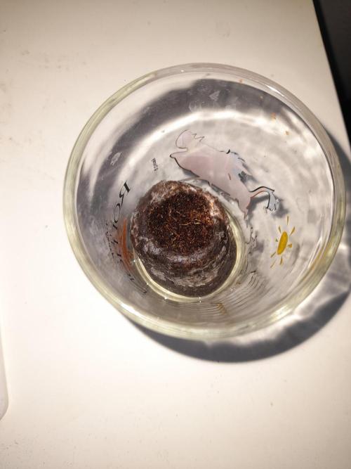 Auto Northern Lights | Coco-Kaya test |. Week 0