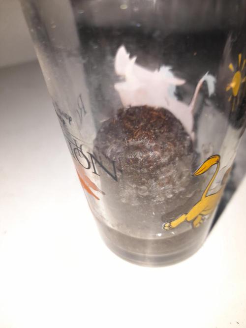 Auto Northern Lights | Coco-Kaya test |. Week 0