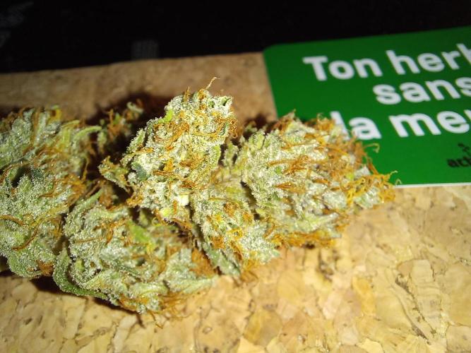 Auto Big Bang | Divineseeds |. Week 10