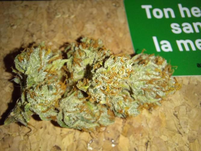 Auto Big Bang | Divineseeds |. Week 10