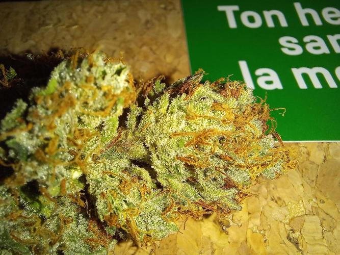 Auto Big Bang | Divineseeds |. Week 10