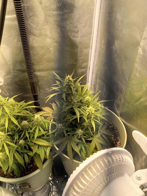 Apple Strudel Auto - 42FastBuds. Week 7