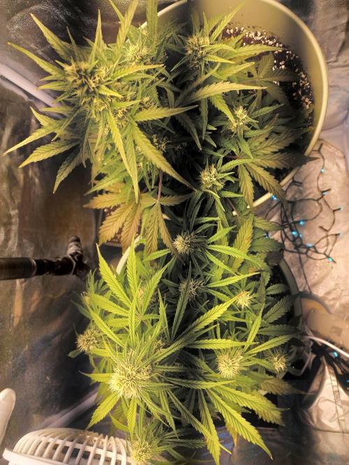 Apple Strudel Auto - 42FastBuds. Week 7