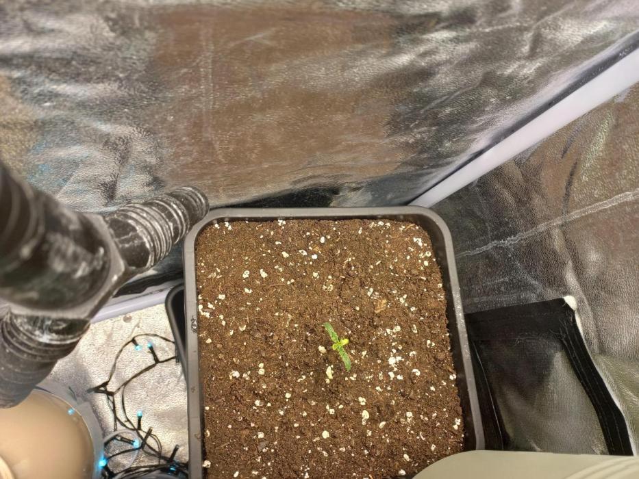 Auto Northern Lights. Week 2