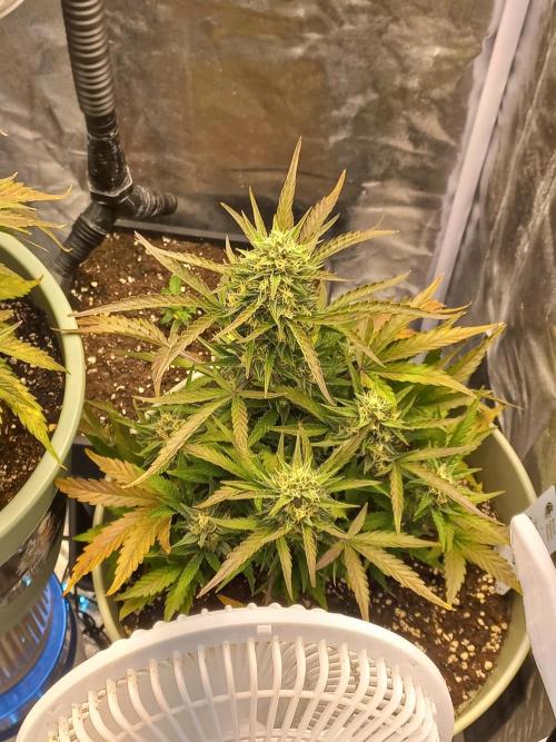 Apple Strudel Auto - 42FastBuds. Week 8