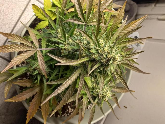 Apple Strudel Auto - 42FastBuds. Week 8