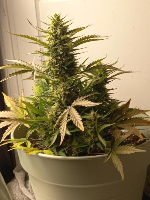 Apple Strudel Auto - 42FastBuds. Week 8