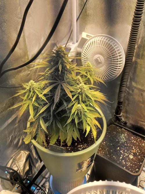 Apple Strudel Auto - 42FastBuds. Week 8