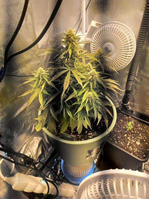 Apple Strudel Auto - 42FastBuds. Week 8