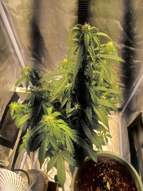 Auto Northern Lights. Week 7