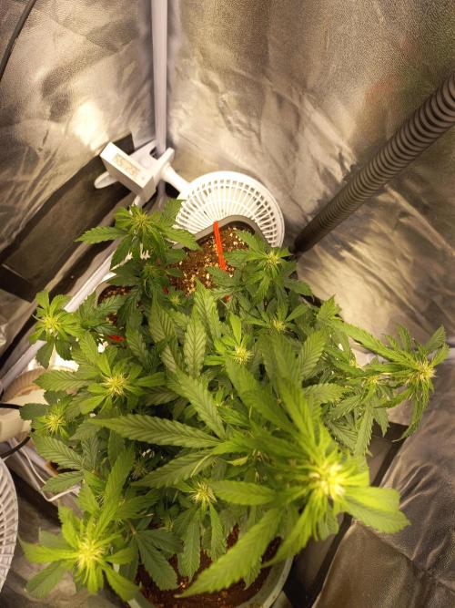 Auto Northern Lights. Week 7