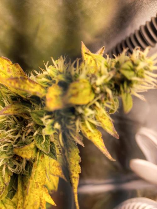 Auto Northern Lights. Week 10