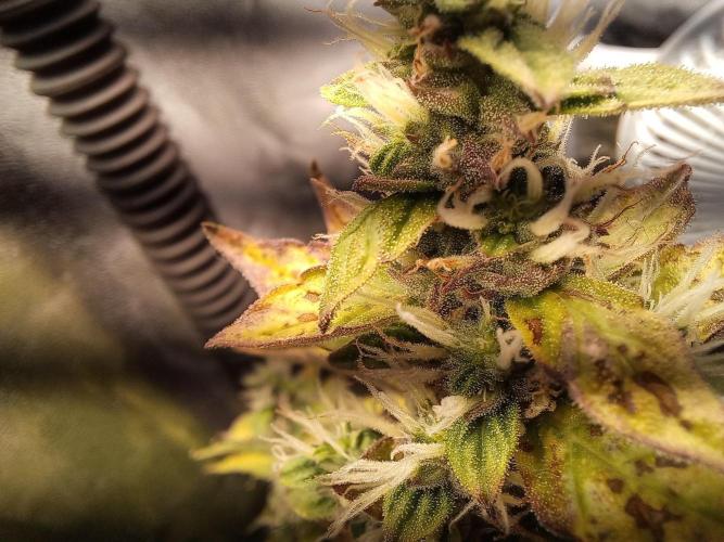 Auto Northern Lights. Week 10