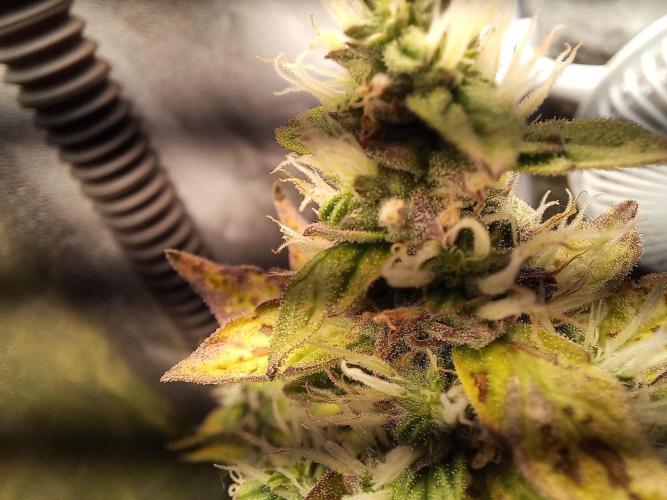 Auto Northern Lights. Week 10