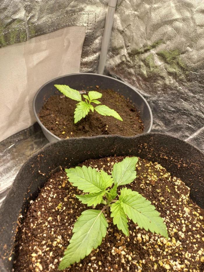Empress (coco-kaya vs coco). Week 2