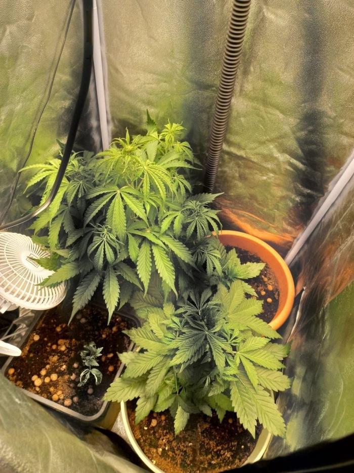 Auto Northern Lights. Week 5