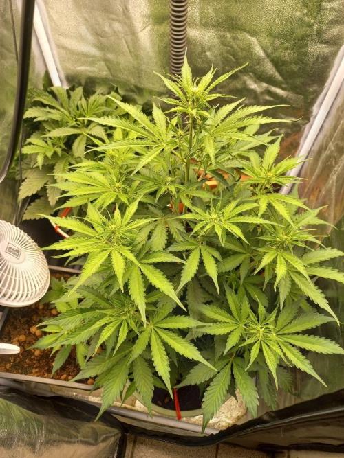 Auto Northern Lights. Week 6