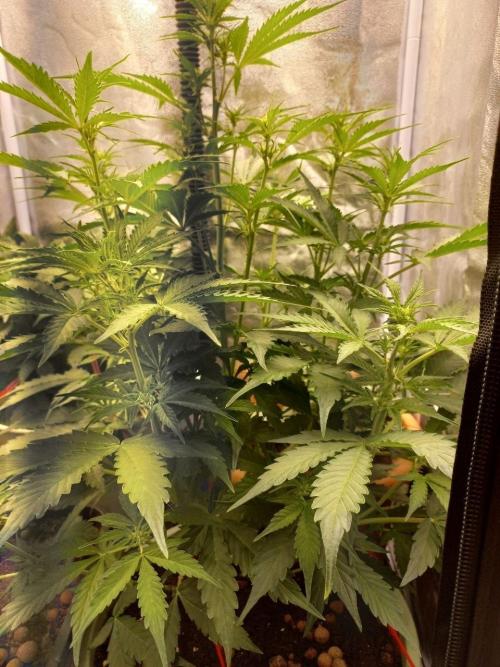 Auto Northern Lights. Week 6