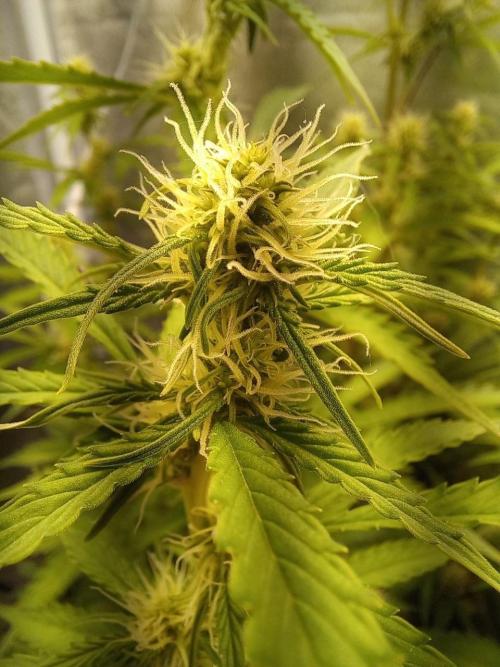 Auto Northern Lights. Week 8
