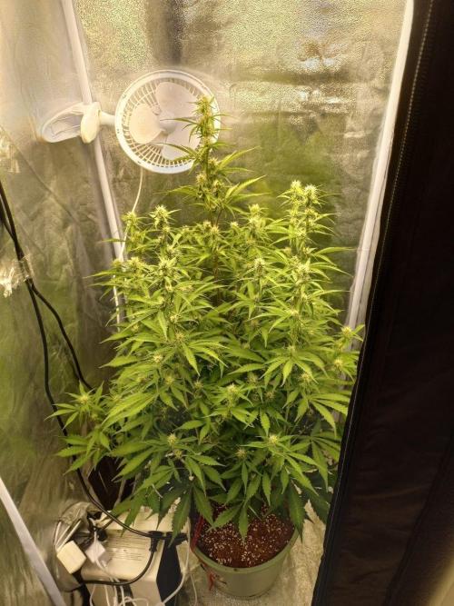 Auto Northern Lights. Week 8