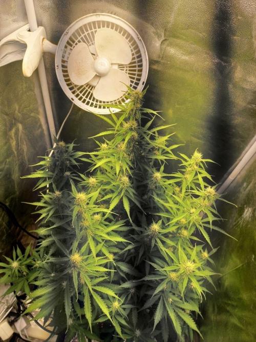 Auto Northern Lights. Week 8